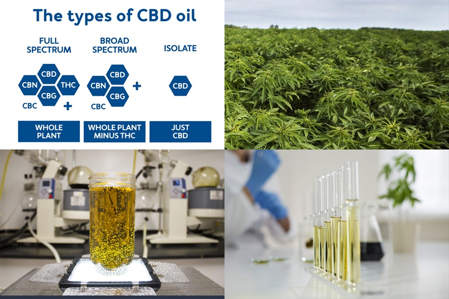 How to Choose Best Rated CBD Oil