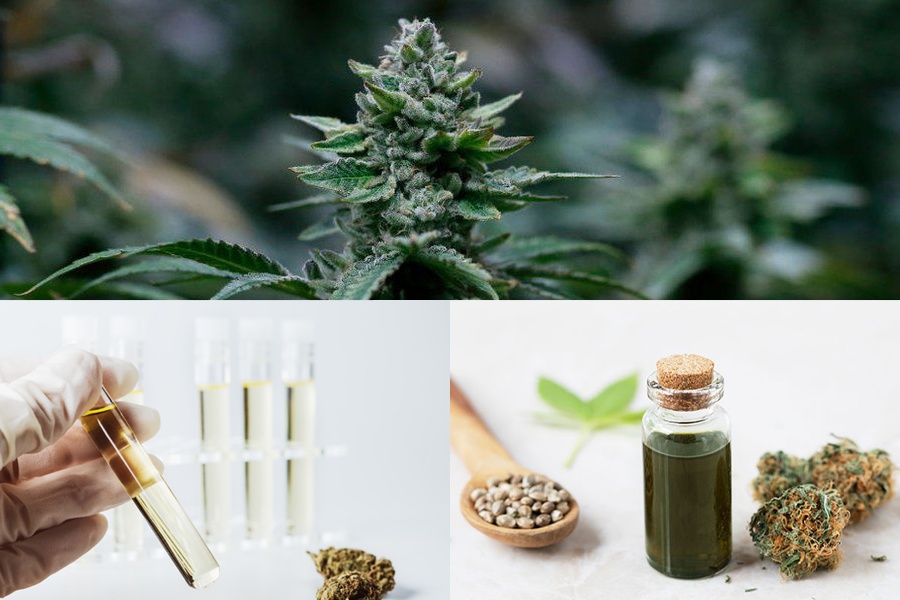Things to Consider while Buying CBD Oil