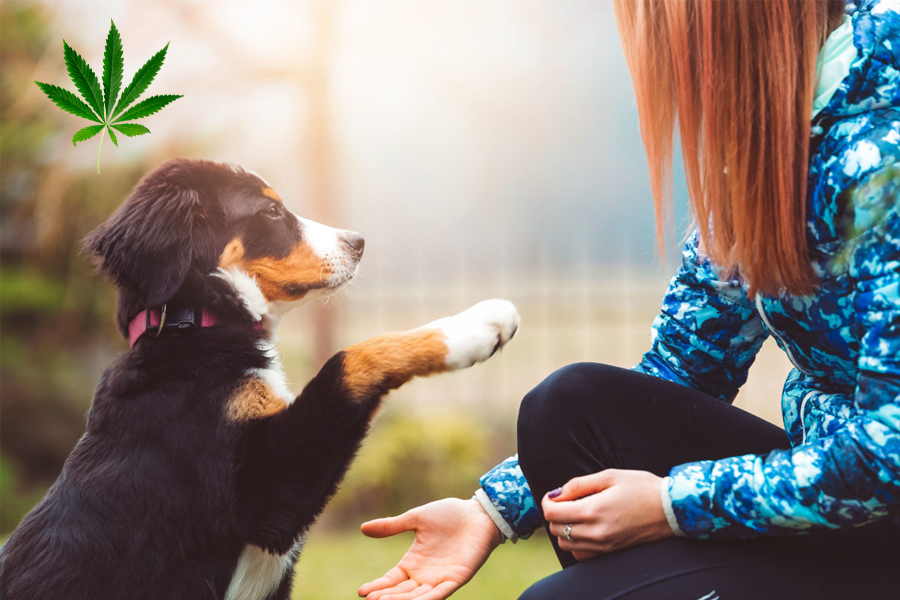 Benefits of using CBD Oil for Dogs with Cancer