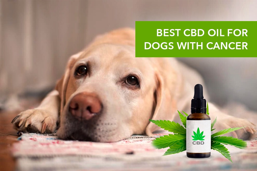Best CBD Oil for Dogs with Cancer