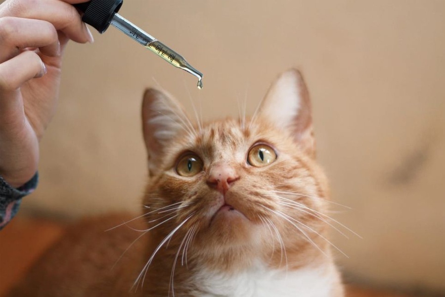 CBD Oil Dosage for Cats