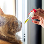 How to Give CBD Oil to Cats