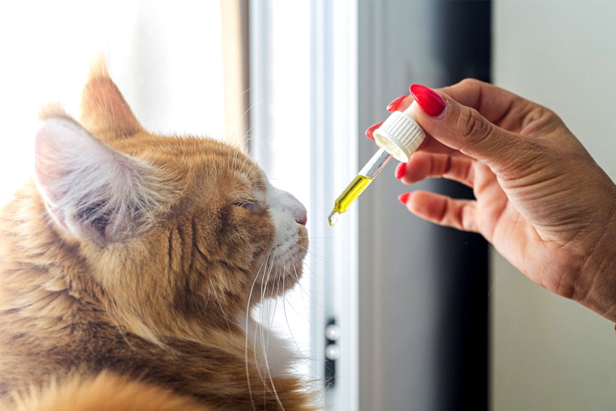 How to Give CBD Oil to Cats