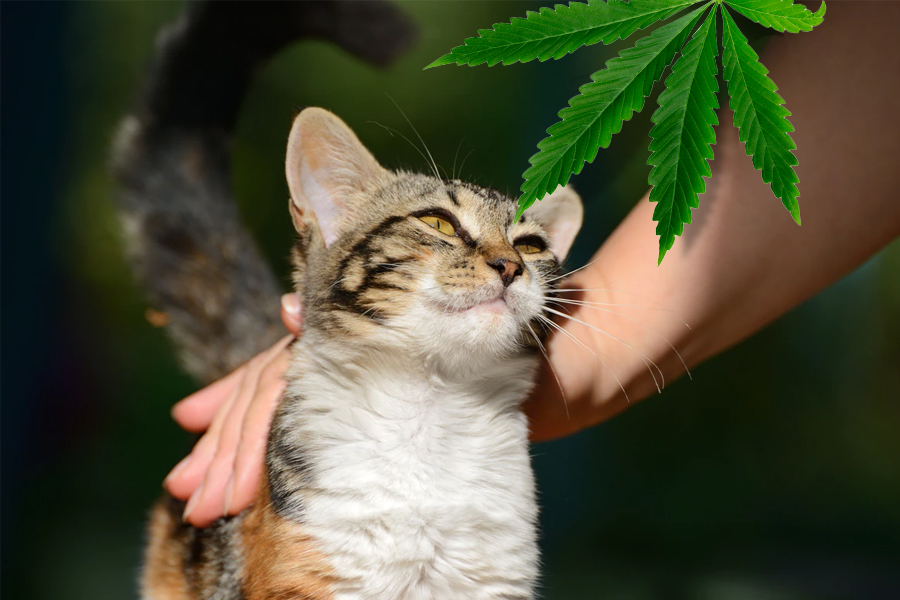 Benefits of CBD Oil for Cats