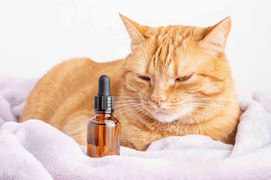 CBD Oil and Cats