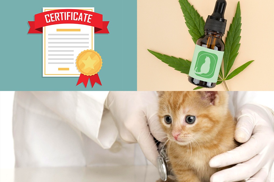 How to Find the Best CBD Oil Cats