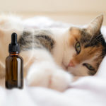 Is CBD Oil Safe for Cats