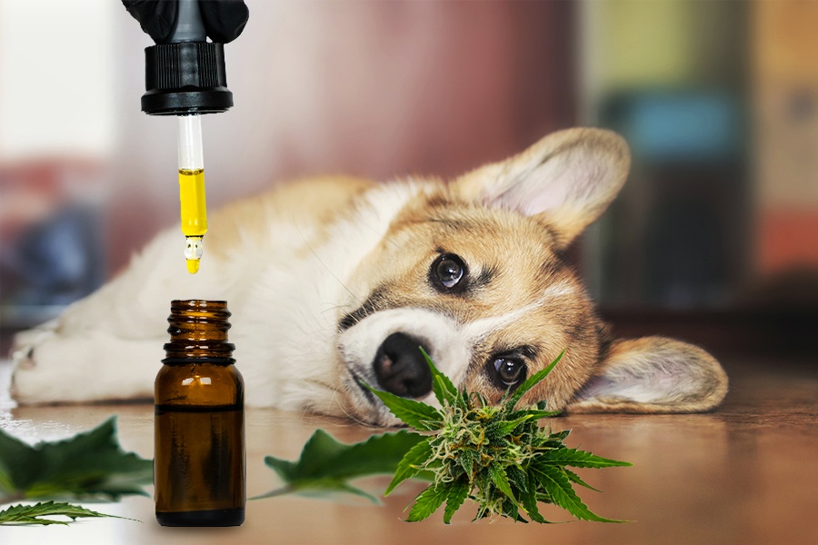 Why give CBD Oil to Dogs