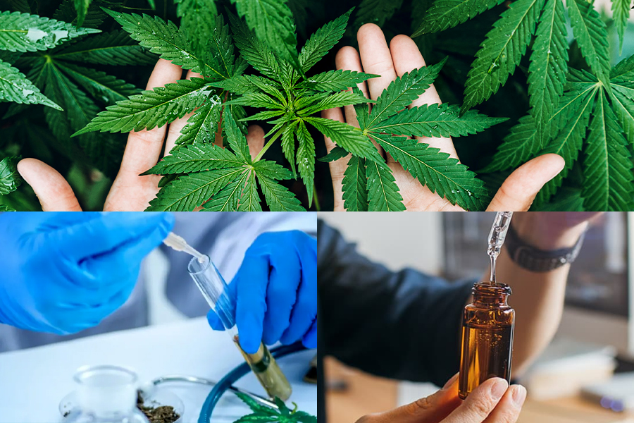 How to Choose Quality CBD Products